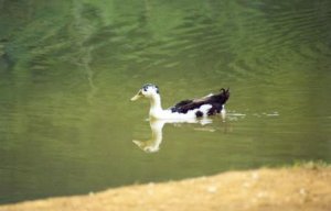 Hybrid Mallard