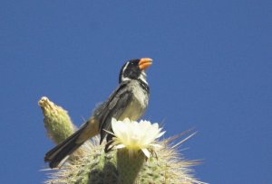 Golden-billed Saltator