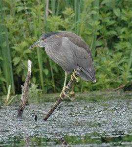 Night Heron