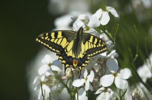 Swallowtail