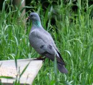 stock dove