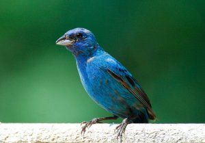 Indigo_Bunting-007