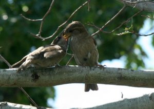 House sparrow feeding fledgeling