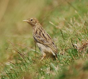 Juv Meadow Pipit