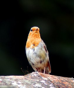 Robin