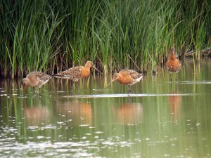 Black tailed Godwits