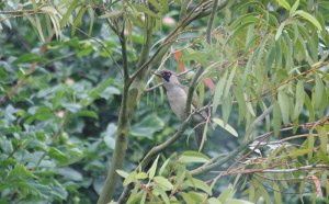 Green Woodpecker