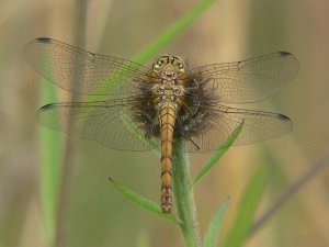 Common Darter