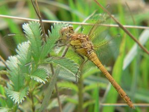 Common Darter