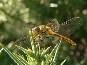 Common Darter