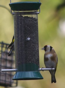 Goldfinch(es)