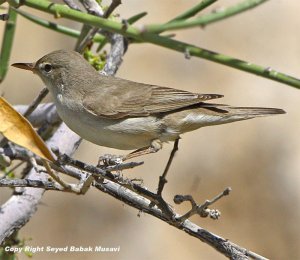 Upchers warbler