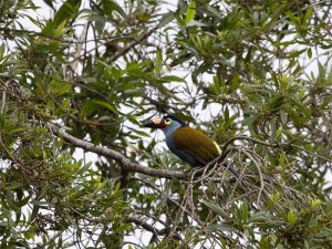 Plate-billed Mountain-Toucan