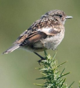 stonechat12