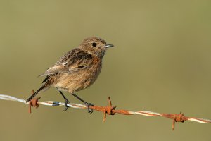 Stonechat