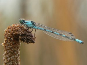 Common Blue Damselfly