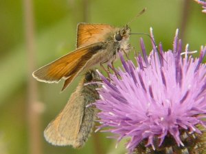 Small Skipper