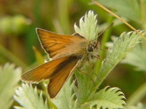 Small Skipper