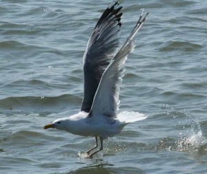 caspian gull on danube