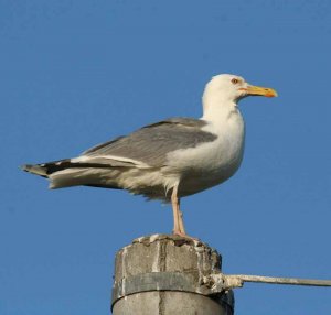 caspian gull perched