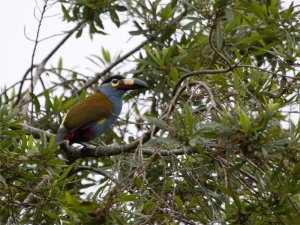 Plate-billed toucan