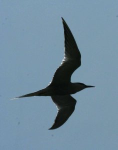 backlight tern