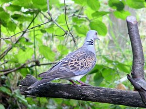 Turtle Dove becomes my regular visitor