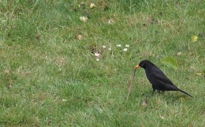 Blackbird eating worm