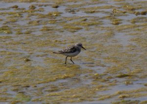 Little Stint