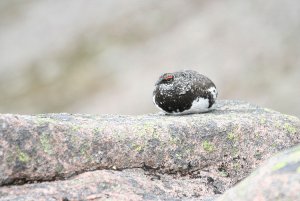 Ptarmigan up Cairngorm