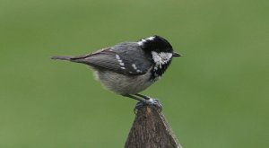 Coal Tit