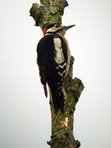 Great Spotted Woodpecker