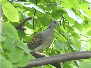 "My" Turtle Dove carefully approaches ...