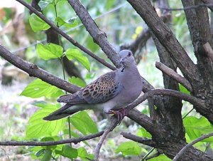 "My" Turte Dove approaches very slowly...