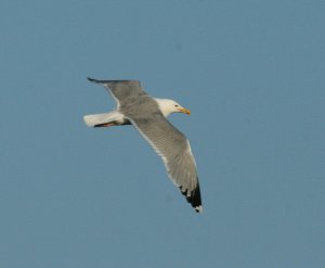 caspian gull flying