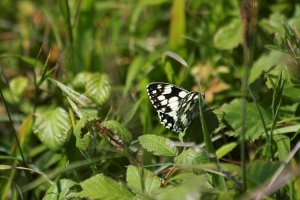 Marbled White