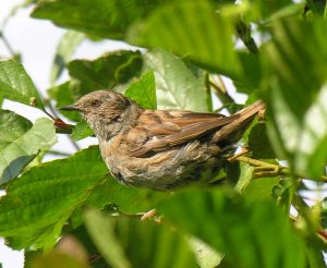 Dunnock