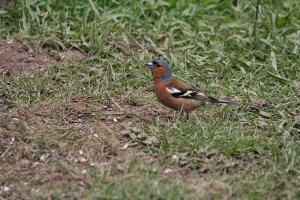 Chaffinch