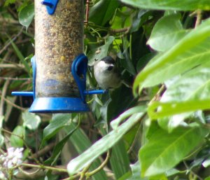 Marsh Tit