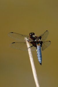 Broad bodied Chaser