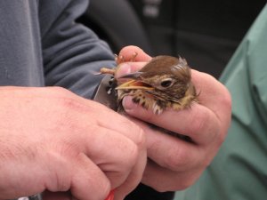 Song thrush being ringed
