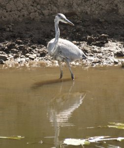 Grey Heron