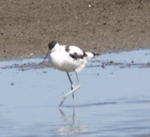 Pied Avocet