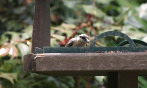 Nuthatch