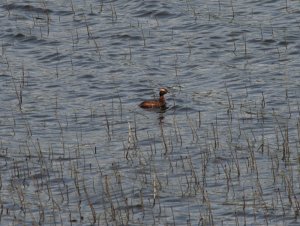 Slavonian Grebe