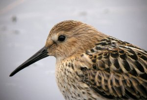 Dunlin