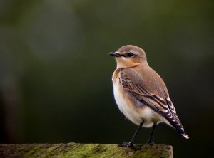 Wheatear