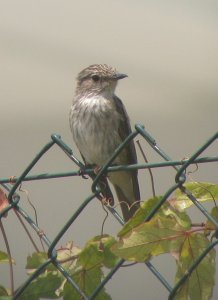 Spotted Flycatcher