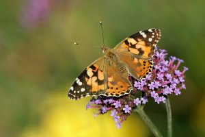 Painted Lady