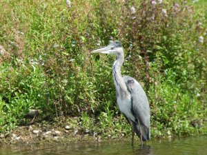 Grey Heron